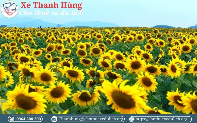 Cánh đồng hoa