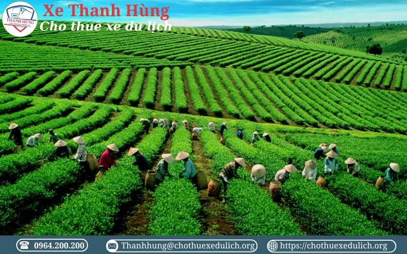 Đồi chè Cầu Đất